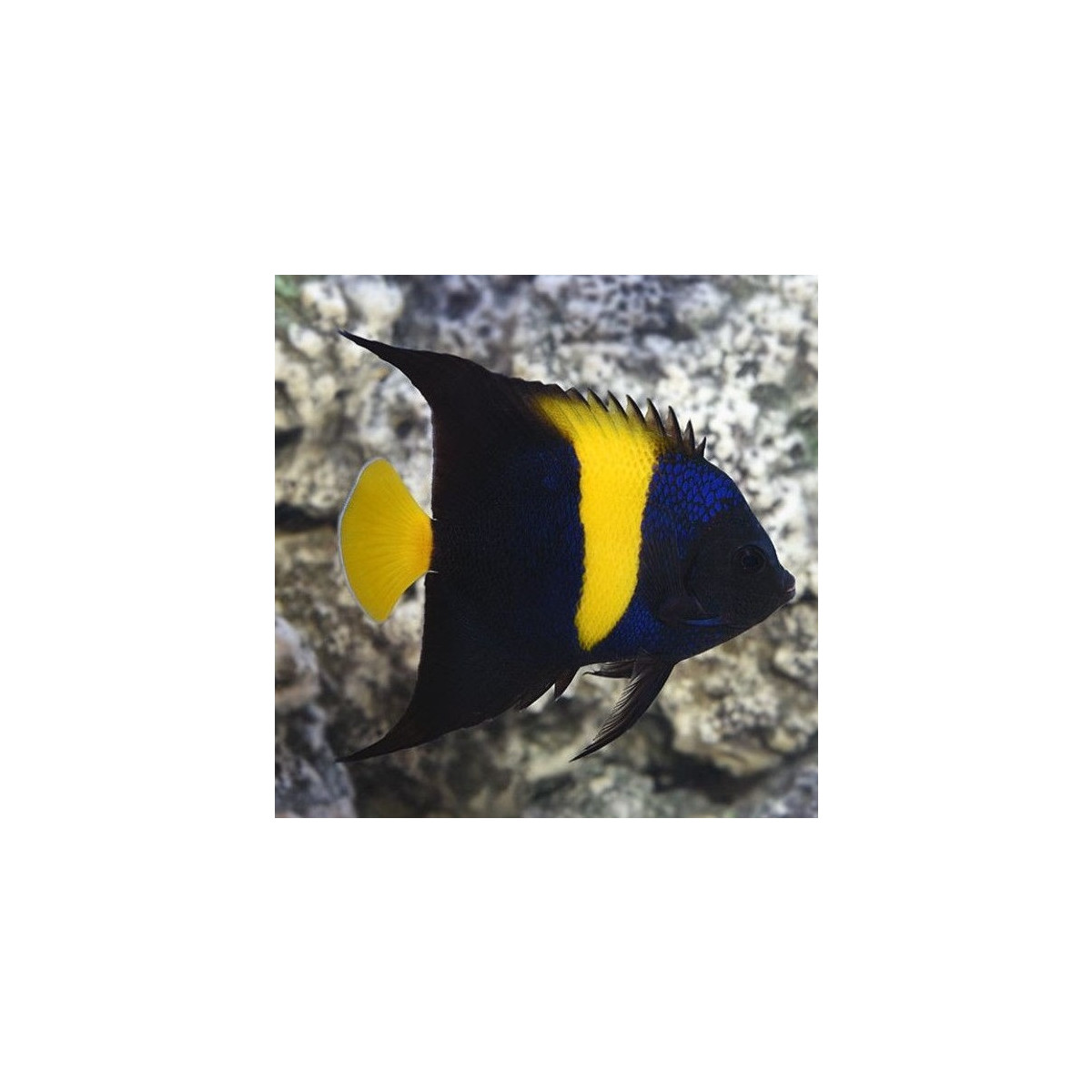 Pomacanthus Asfur - Asfur Angelfish