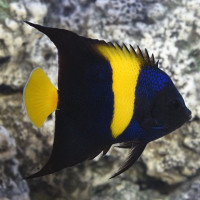 Pomacanthus Asfur - Asfur Angelfish