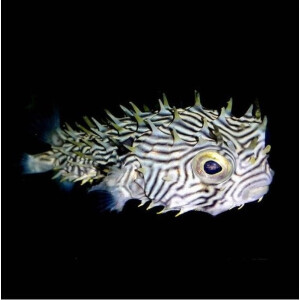 Chilomycterus Schoepfii - Stachliger Igelfisch