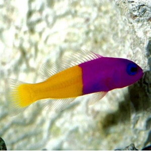 Pseudochromis Paccagnellae - Nymphen Zwergbarsch