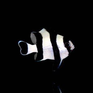 Dascyllus Melanurus - Schwarzschwanz Preussenfisch