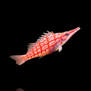 Oxycirrhites typus - Langschnäuziger...