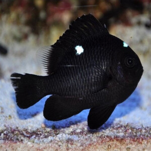 Dascyllus trimaculatus - Dreifleck Preußenfisch