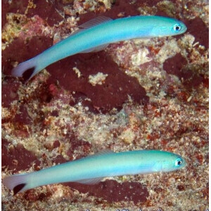 Ptereleotris Heteropterus - Torpedogrundel