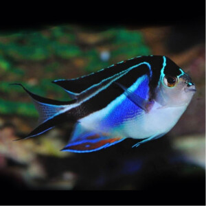 Genicanthus bellus - Pracht Lyrakaiserfisch