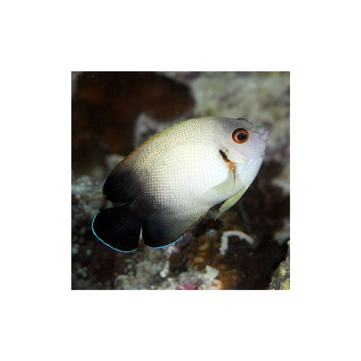 Centropyge Vroliki - Half Black Angelfish