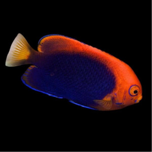 Centropyge acanthops - Orangerücken Zwergkaiserfisch