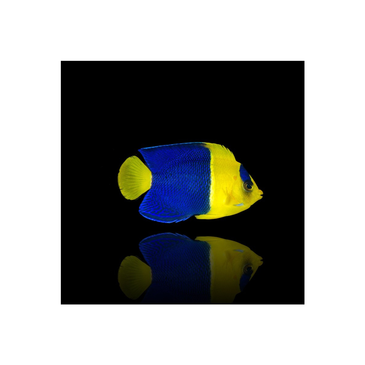 Centropyge bicolor - Blaugelber Zwergkaiserfisch