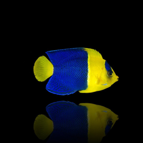 Centropyge bicolor - Blaugelber Zwergkaiserfisch