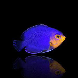Centropyge argi - Blauer Zwergkaiserfisch