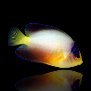 Centropyge multicolor - Vielfarben-Zwergkaiserfisch