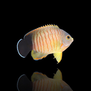 Centropyge eibli - Eibls Zwergkaiserfisch