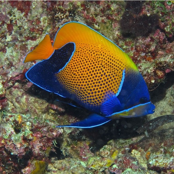 Pomacanthus navarchus - Traumkaiserfisch