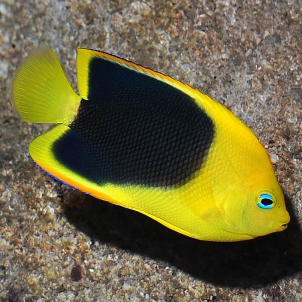 Holacanthus tricolor - Felsenschönheit