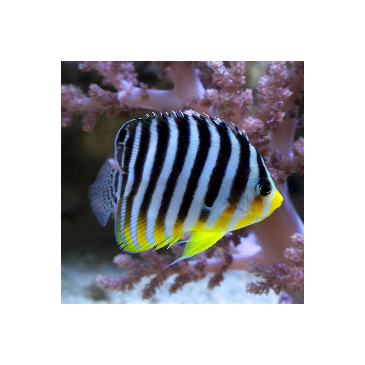 Paracentropyge multifasciata - Zebra-Zwergkaiserfisch