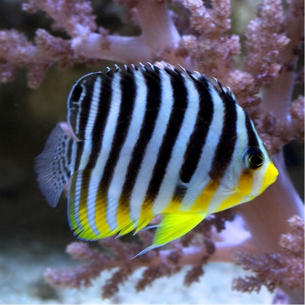 Paracentropyge multifasciata - Zebra-Zwergkaiserfisch