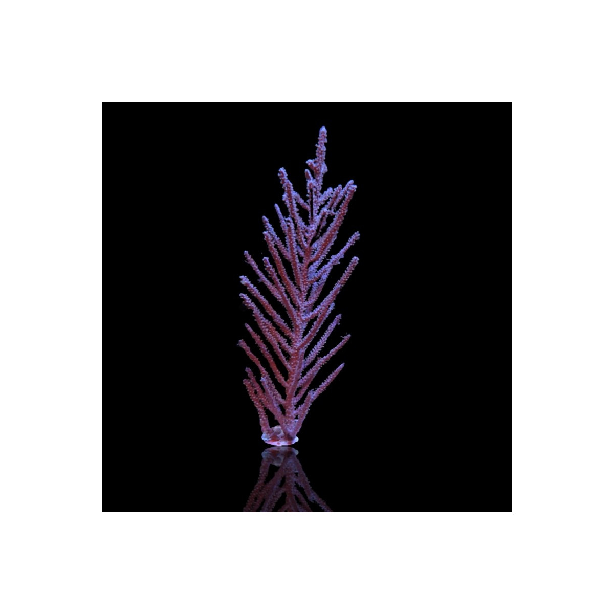 Muriceopsis flavida Purple Bush Gorgonian