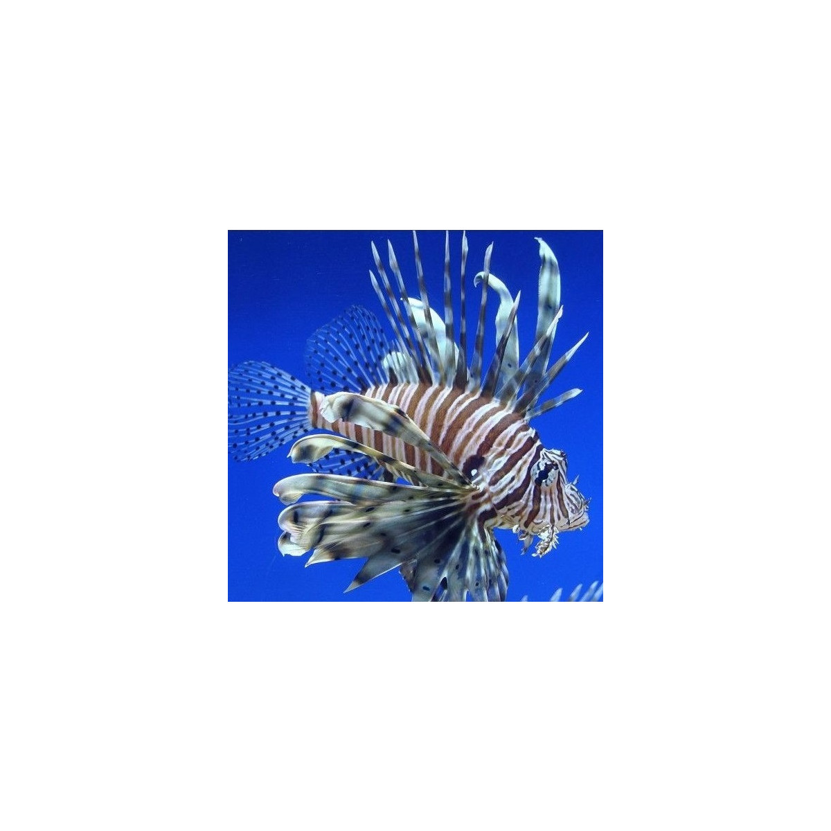 Pterois volitans - Rotfeuerfisch