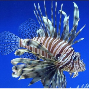 Pterois volitans - Rotfeuerfisch