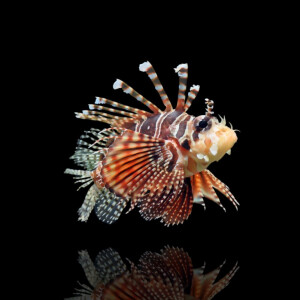 Dendrochirus zebra - Zebra Zwergfeuerfisch