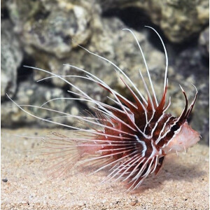 Pterois radiata - Strahlen Feuerfisch