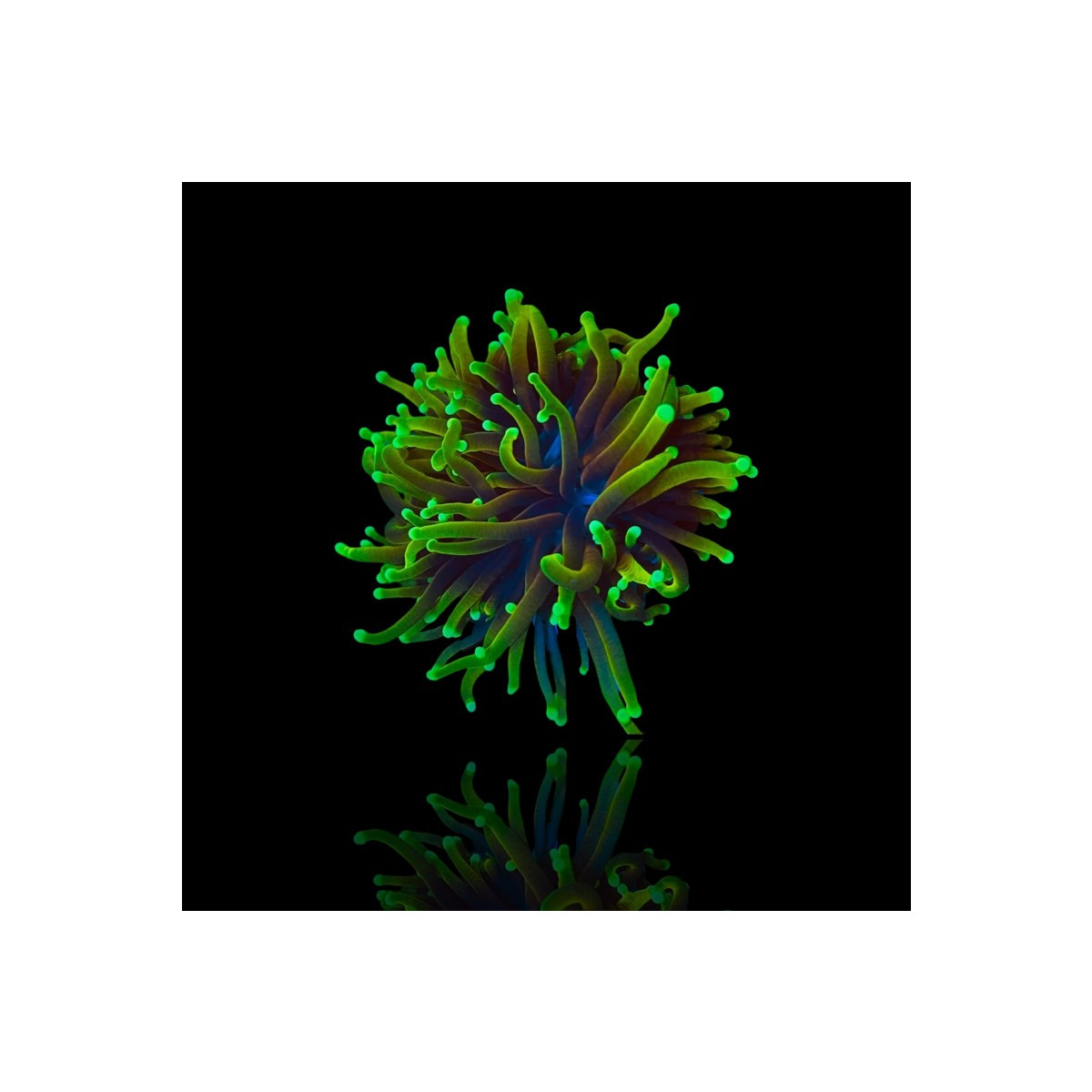 Euphyllia Glabrescens - Dragon Soul  - per Kopf