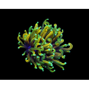 Euphyllia Glabrescens - Dragon Soul  - per Kopf