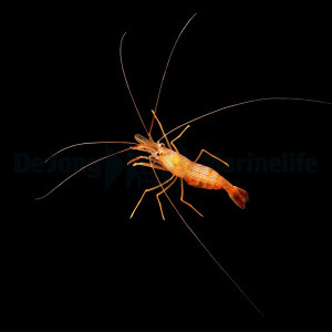 Lysmata Wurdemanni - Wurdemanns Putzergarnele