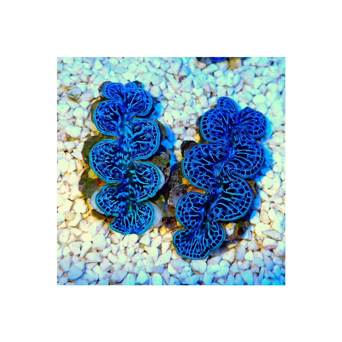 Tridacna Maxima blue 3-5cm