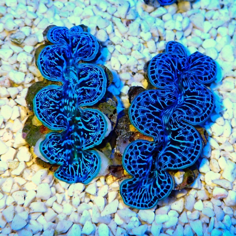 Tridacna Maxima blue 5cm box