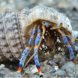 Clibanarius Tricolor - Blaubein Einsiedlerkrebs