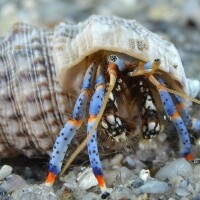Clibanarius Tricolor - Blaubein Einsiedlerkrebs