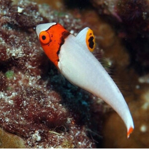 Cetoscarus Bicolor - Masken Papageifisch