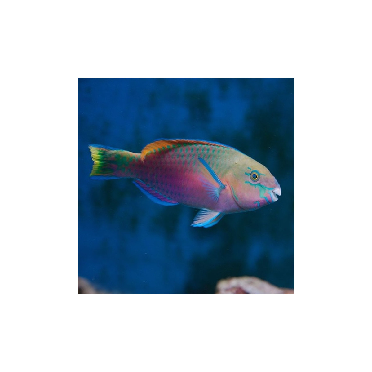 Scarus quoyi - Regenbogen Papageifisch