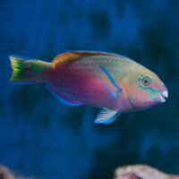 Scarus quoyi - Regenbogen Papageifisch XL