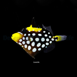 Balistoides Conspicillum - Leopardendrücker