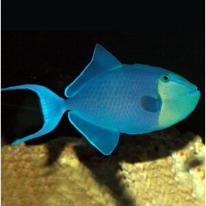 Odonus Niger - Rotzahn Drückerfisch