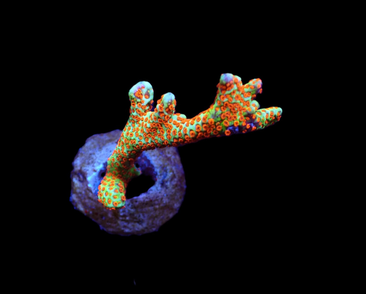 Montipora spp. - " BUBBLE GUM"