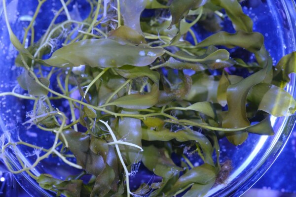Caulerpa profifera NZ