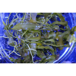 Caulerpa profifera NZ