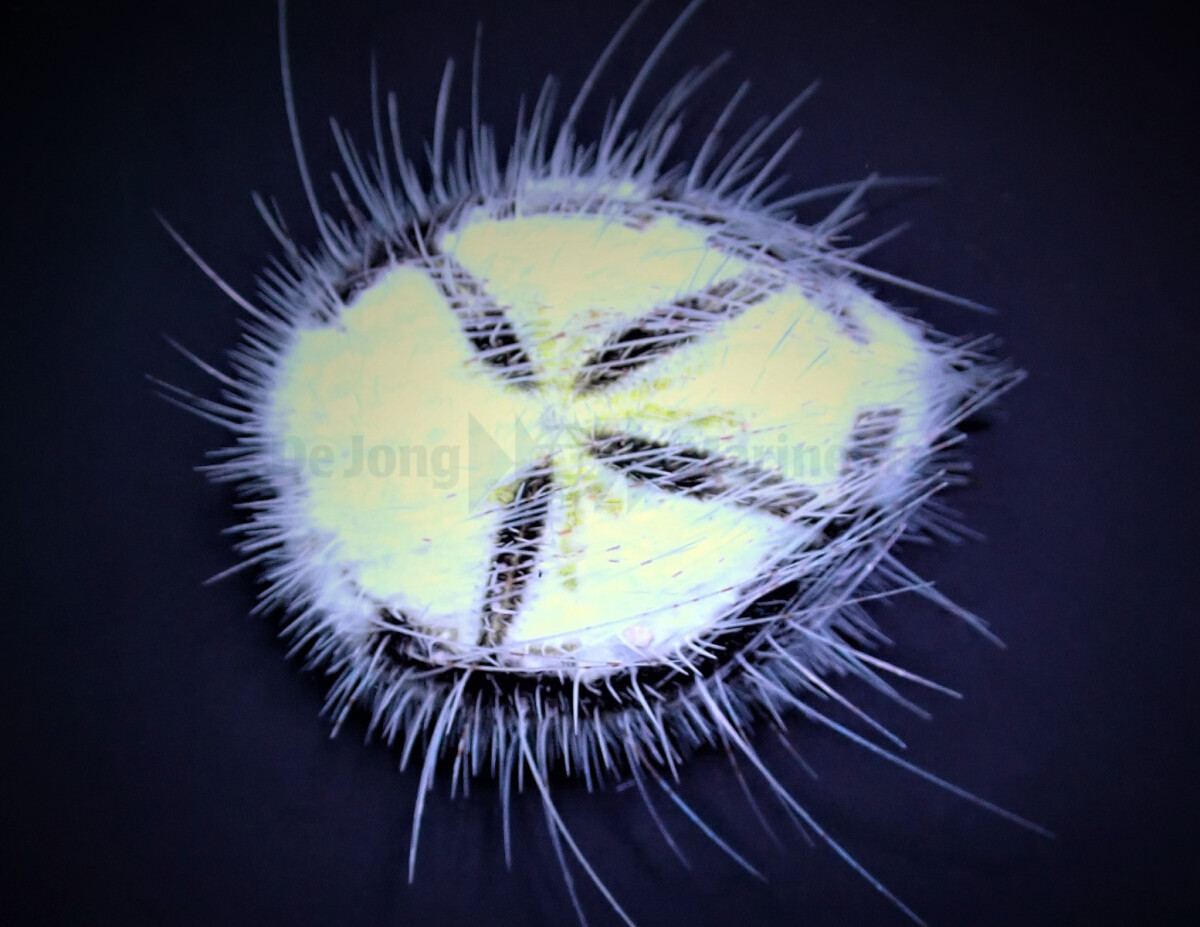 Maretia planulata - Herzseeigel