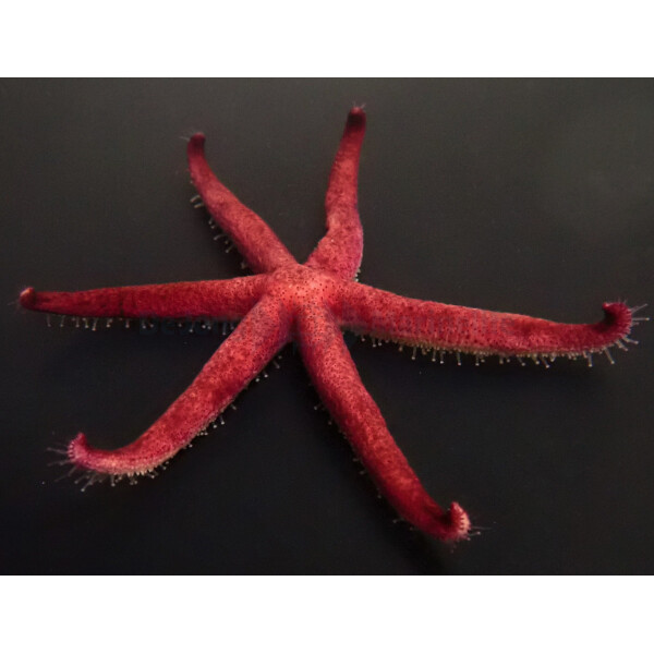 Echinaster luzonicus - Luzon Seestern
