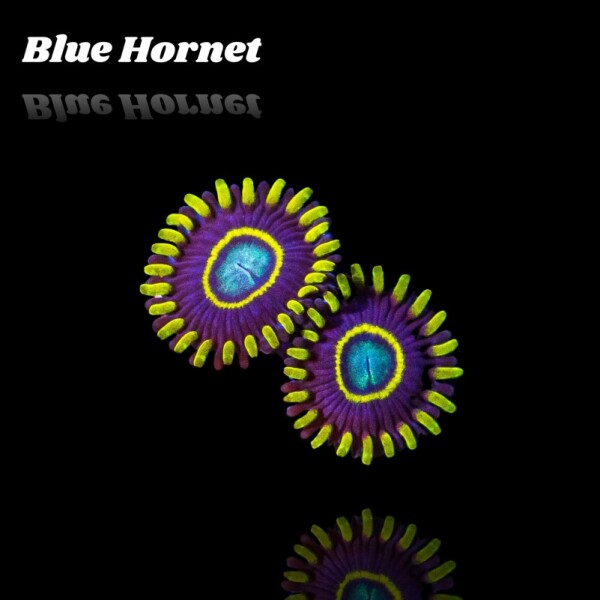 Zoanthus Blue Hornet Frag S-size