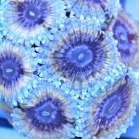 Zoanthus White Walker Frag S-Size