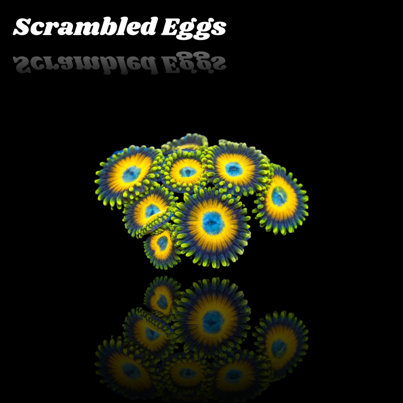 Zoanthus Scrambled Eggs Frag S-size