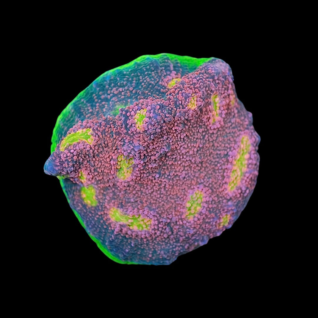 Echinophyllia sp. Chalice "Watermelon"