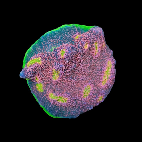 Echinophyllia sp. Chalice "Watermelon"