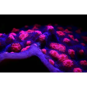 Mycedium robokaki Raspberry Eye