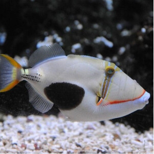 Rhinecanthus Verrucosus - Bauchfleck Drückerfisch