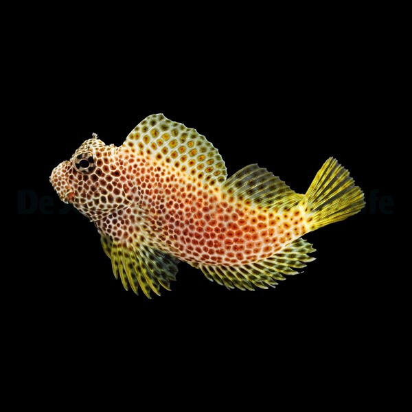 Exallias brevis - Leoparden Schleimfisch